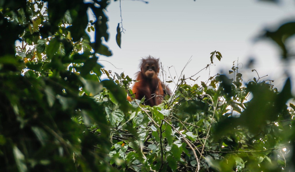 Orang Utan