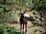 Jasper_Whistler_2014-08-24_10-36-03