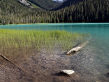 Jasper_Whistler_2014-08-26_16-45-22