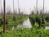 Myanmar_2015-04-11_15-16-59_088.JPG