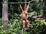 Borneo_2015-06-04_10-29-57_012