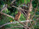 Borneo_2015-06-05_18-07-32_044