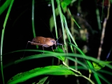 Borneo_2015-06-07_19-20-07_049