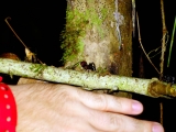 Borneo_2015-06-07_20-01-56_005