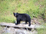 Vancouver bis Revelstoke