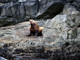 Whistler_Tofino_2014-09-03_10-28-33